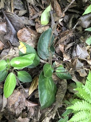 Chamaeranthemum beyrichii