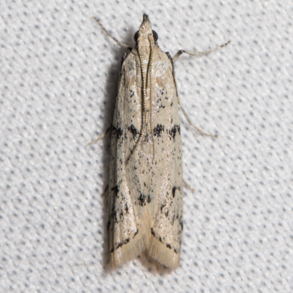 Sosipatra rileyella