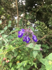 Salvia setulosa