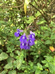 Salvia setulosa