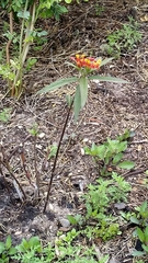 Asclepias curassavica
