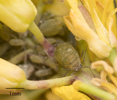 Lipaphis pseudobrassicae