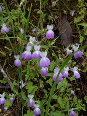 Collinsia multicolor