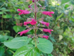 Salvia punicans
