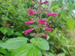 Salvia punicans