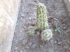 Echinocereus enneacanthus carnosus