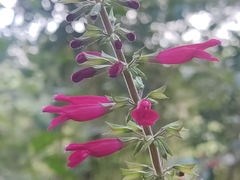 Salvia punicans