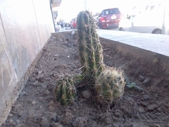 Echinocereus enneacanthus carnosus