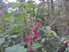 Salvia punicans