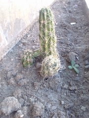 Echinocereus enneacanthus carnosus