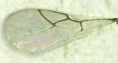 Leptopilina heterotoma