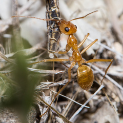 Myrmecocystus