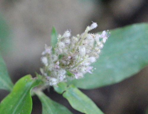 Image of Floscopa scandens by no rights reserved