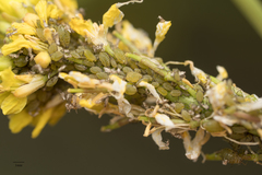 Lipaphis pseudobrassicae