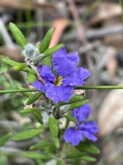 Dampiera scottiana
