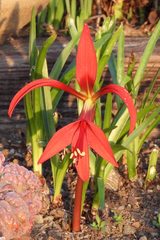 Sprekelia