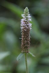 Pogostemon auricularius