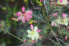 Lechenaultia linarioides