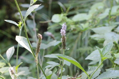 Pogostemon auricularius