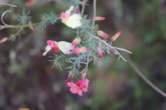 Lechenaultia linarioides