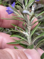 Dampiera scottiana