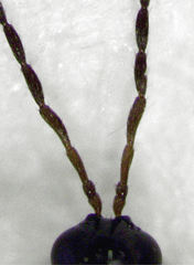 Leptopilina heterotoma