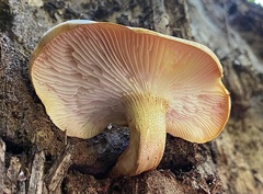 Gymnopilus