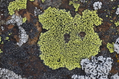 Rhizocarpaceae