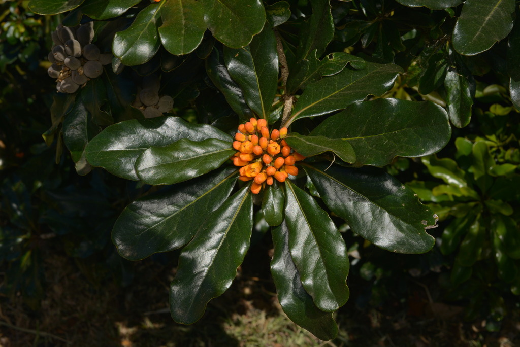 Pittosporum tanianum
