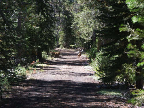 iNaturalist observation photo of Mule Deer