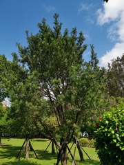 Podocarpus brevifolius