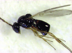 Leptopilina heterotoma