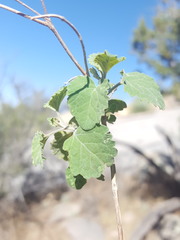 Salvia pinguifolia
