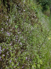 Collinsia multicolor