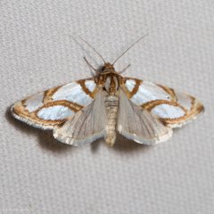 Argentostiria koebelei