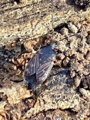 Cryphula trimaculata