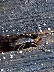 Cryphula trimaculata