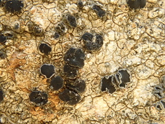 Lecidea laboriosa
