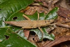 Canachus