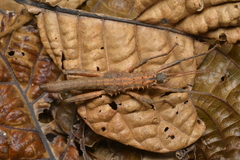 Canachus