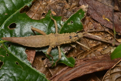 Canachus