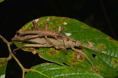 Canachus
