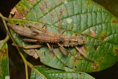 Canachus