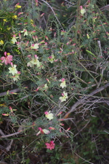 Lechenaultia linarioides