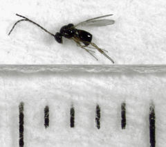 Leptopilina heterotoma