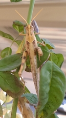 Schistocerca nitens