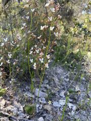 Stylidium piliferum