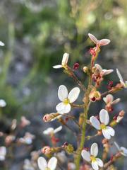 Stylidium piliferum