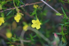 Hibbertia prolata