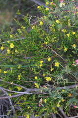 Hibbertia prolata